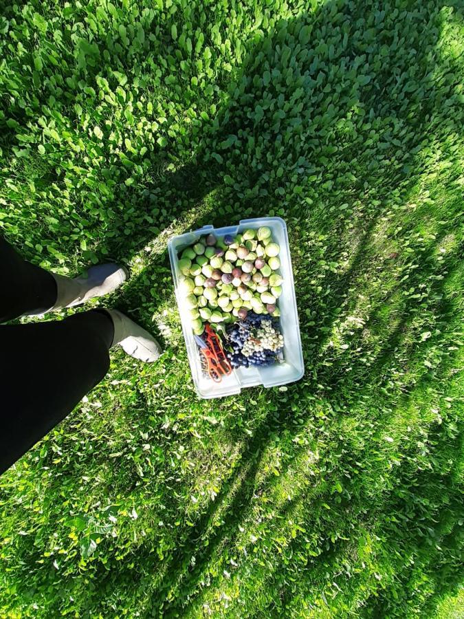 Quinta Da Peca Douro Vinhateiro Vila Real Eksteriør billede