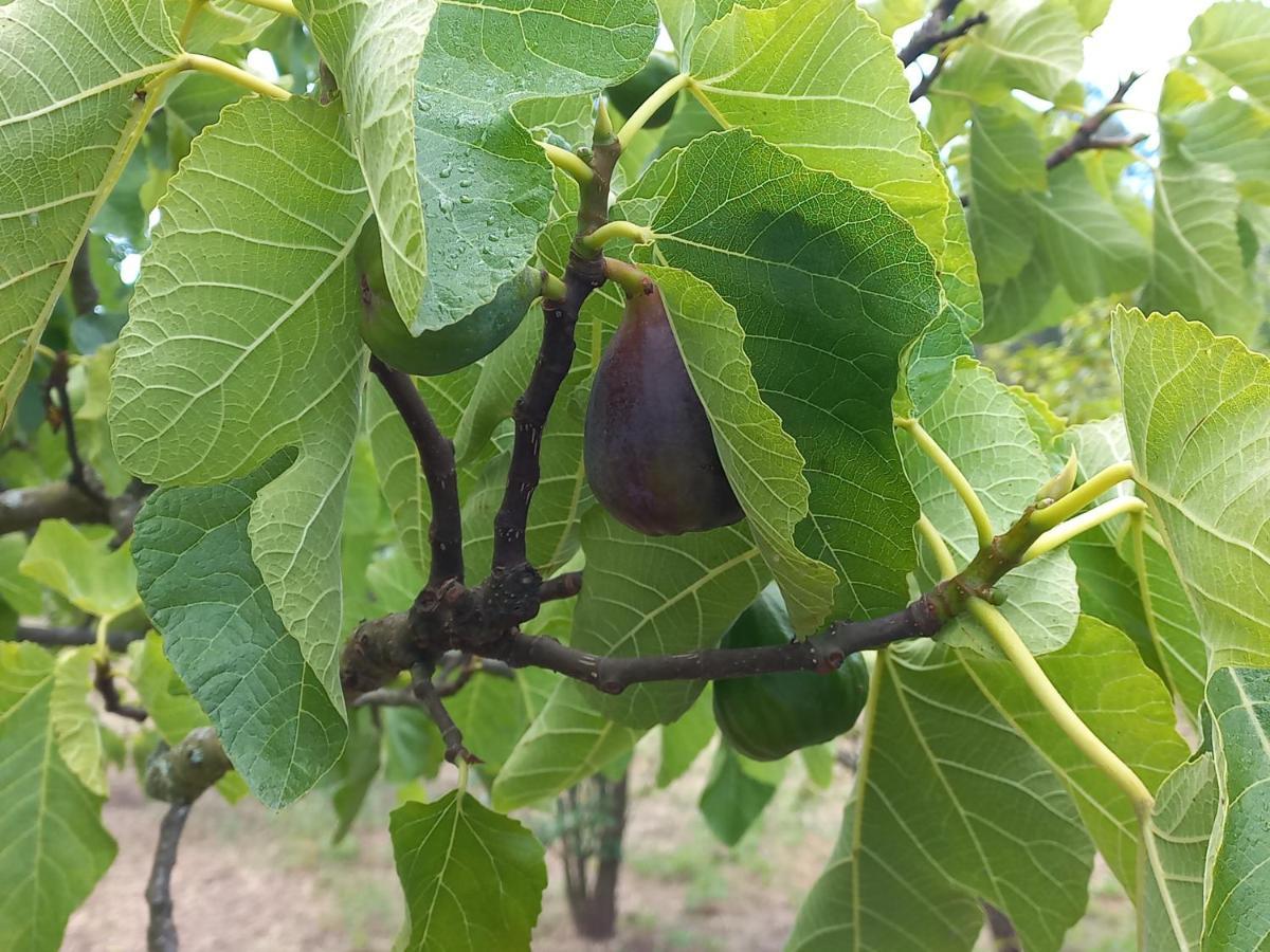 Quinta Da Peca Douro Vinhateiro Vila Real Eksteriør billede