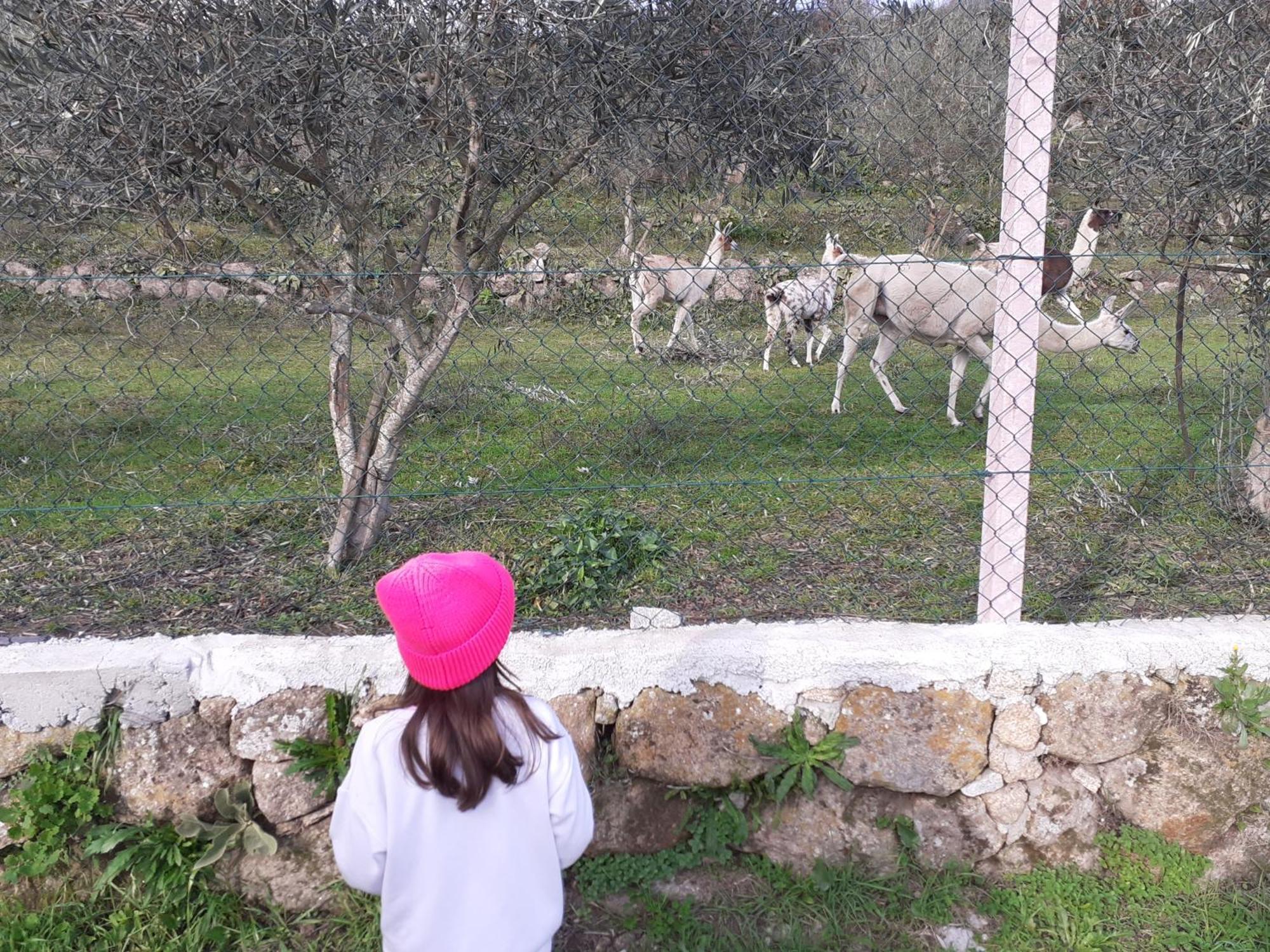 Quinta Da Peca Douro Vinhateiro Vila Real Eksteriør billede